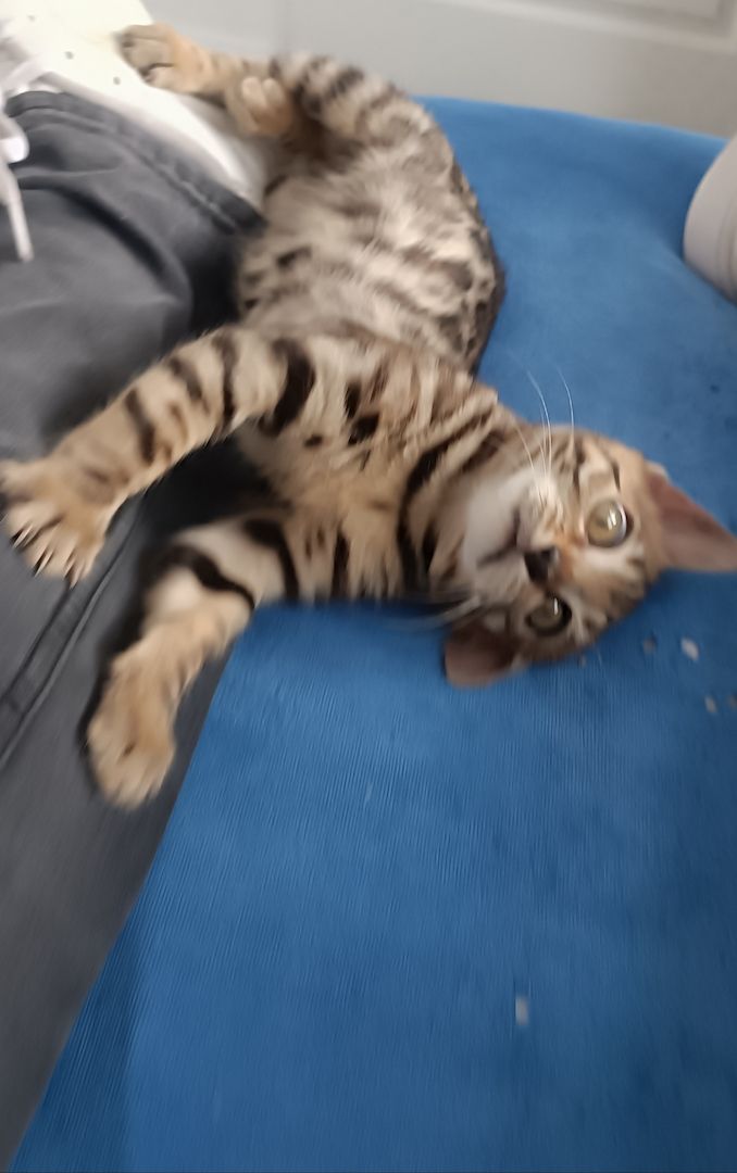 Bengal-Kitten sofort abzugeben