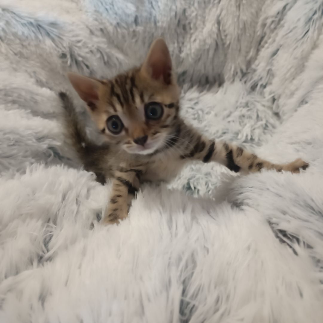 Bengal-Kitten sofort abzugeben