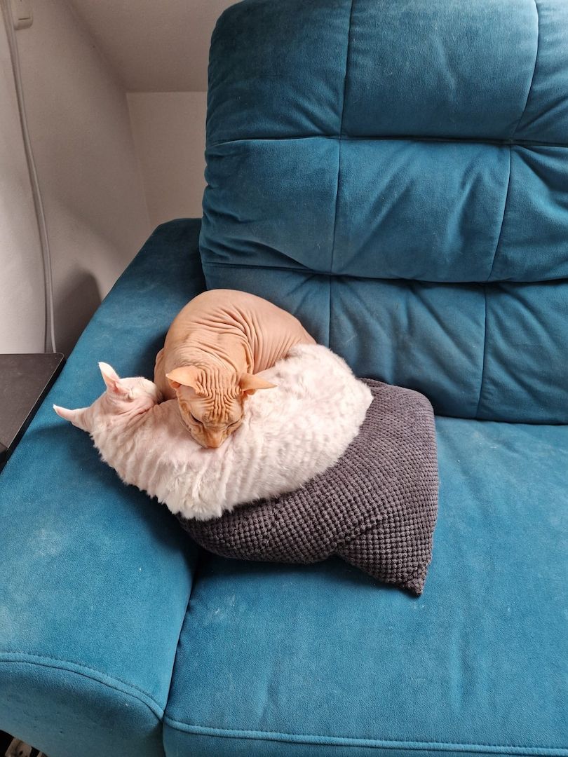 2 Kater in liebevolle Hände Abzugeben