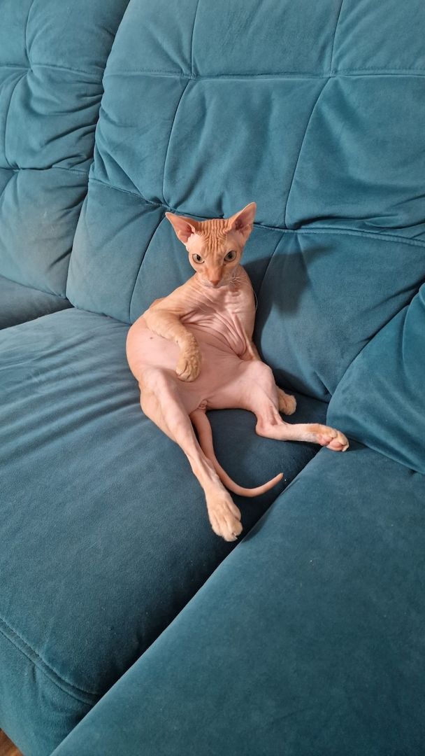 2 Kater in liebevolle Hände Abzugeben