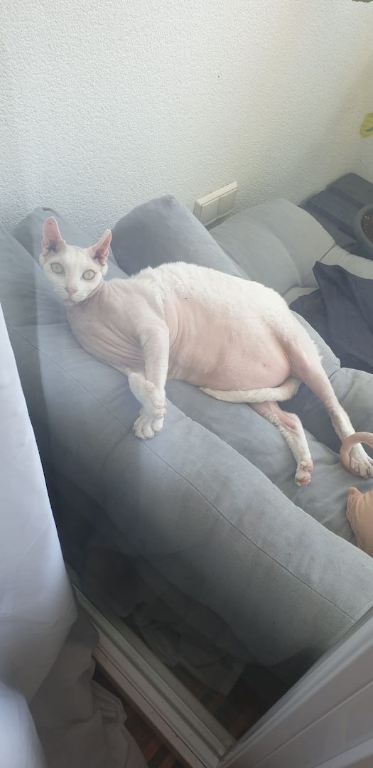 2 Kater in liebevolle Hände Abzugeben