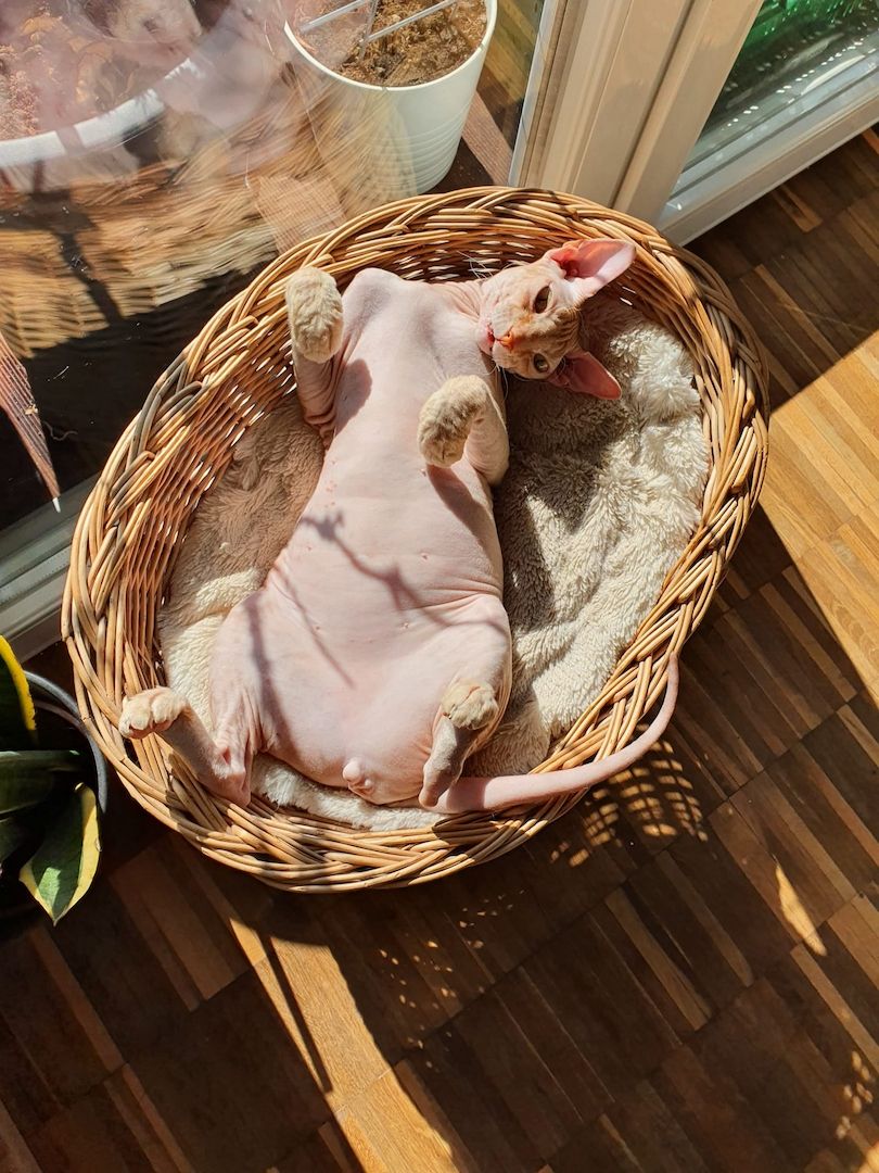 2 Kater in liebevolle Hände Abzugeben