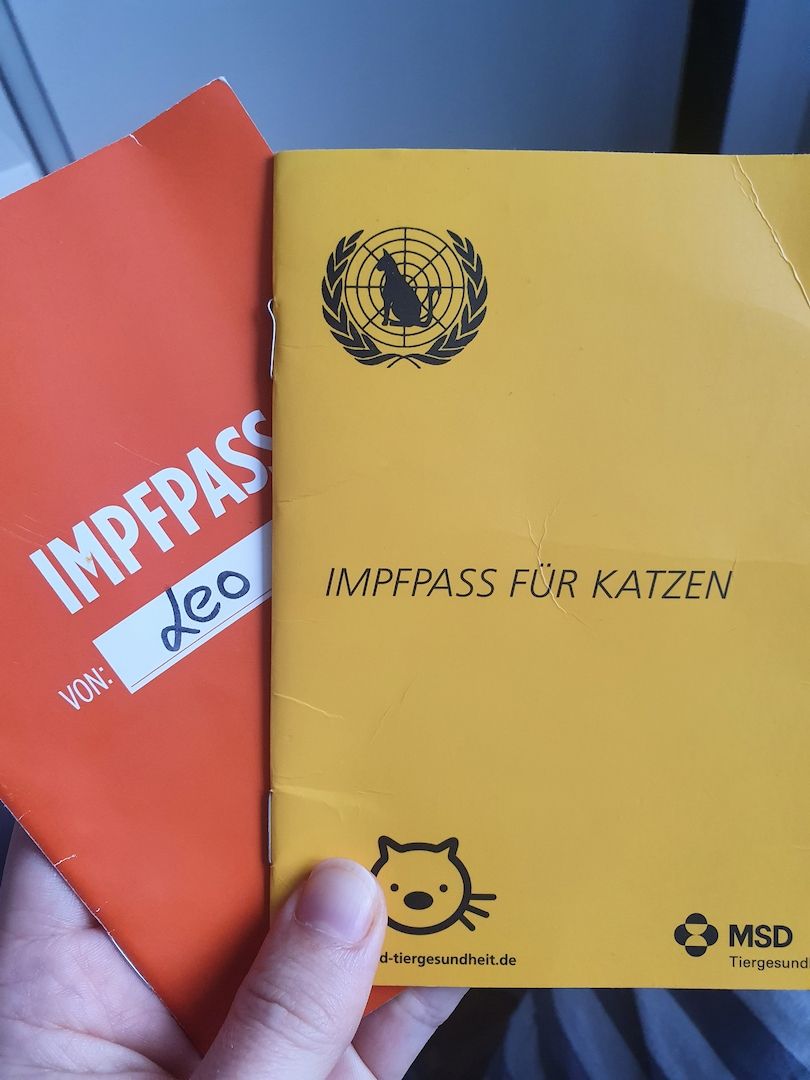 2 Kater in liebevolle Hände Abzugeben