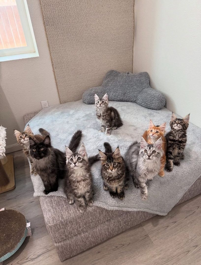 reinrassige Maine coon babys