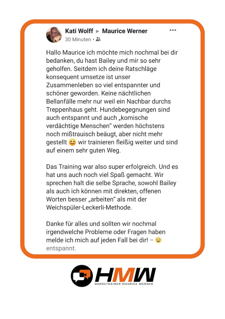 Professionelles Hundetraining – Persönlich oder auch via Video