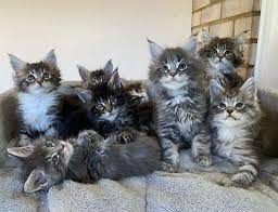 reinrassige Maine coon babys
