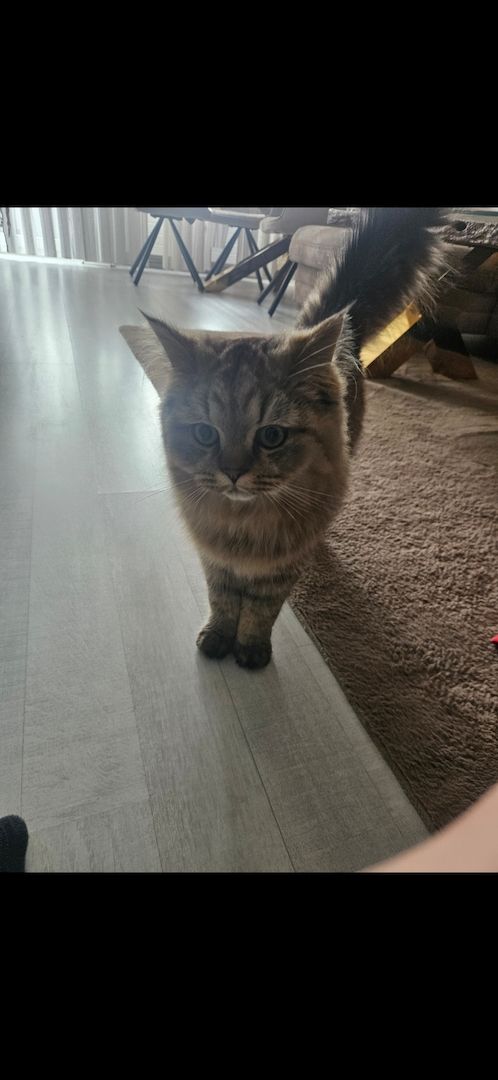 Katzen in gute Hände abzugeben