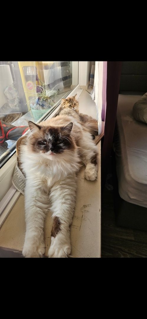 Katzen in gute Hände abzugeben