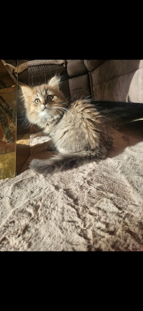 Katzen in gute Hände abzugeben