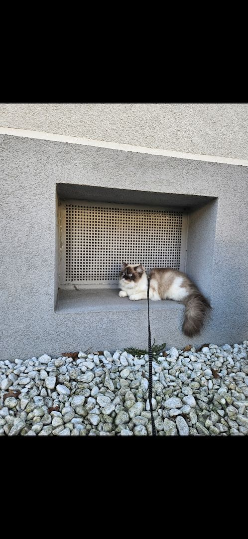 Katzen in gute Hände abzugeben