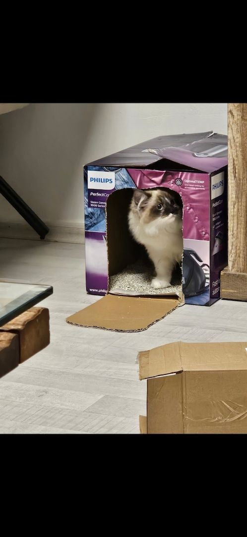 Katzen in gute Hände abzugeben