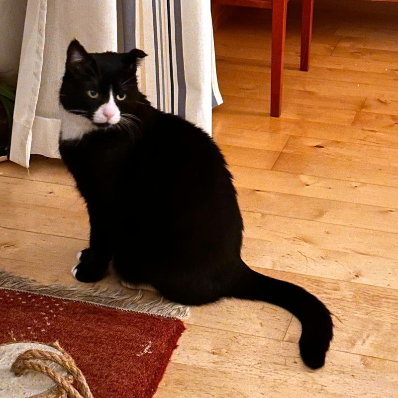 Käpt´n MORLOCK sucht Ankerplatz ohne Crew