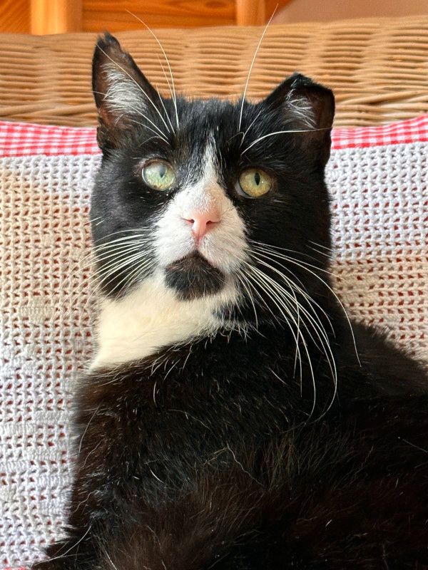 Käpt´n MORLOCK sucht Ankerplatz ohne Crew