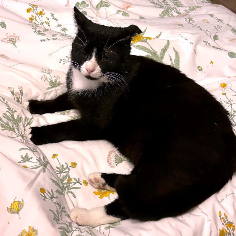 Käpt´n MORLOCK sucht Ankerplatz ohne Crew