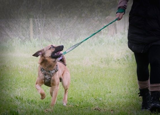 Sweet - junger Wirbelwind mit Herz