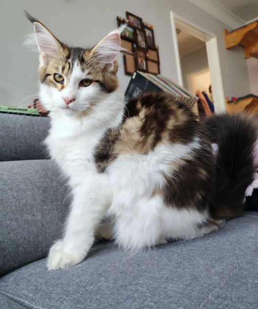 reinrassige Maine coon babys