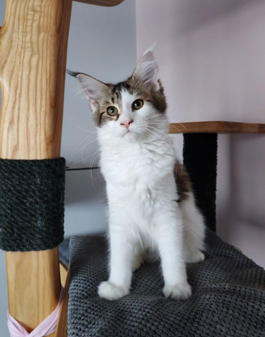 reinrassige Maine coon babys