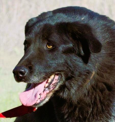 Mike - ein Goldschatz