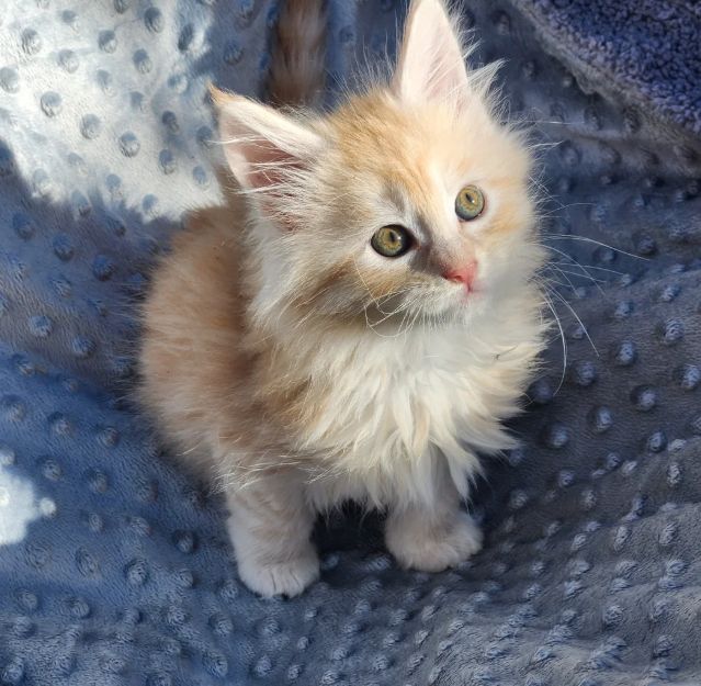 reinrassige Maine coon babys