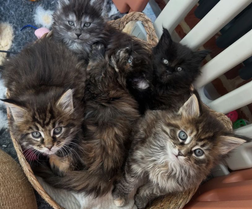 reinrassige Maine coon babys