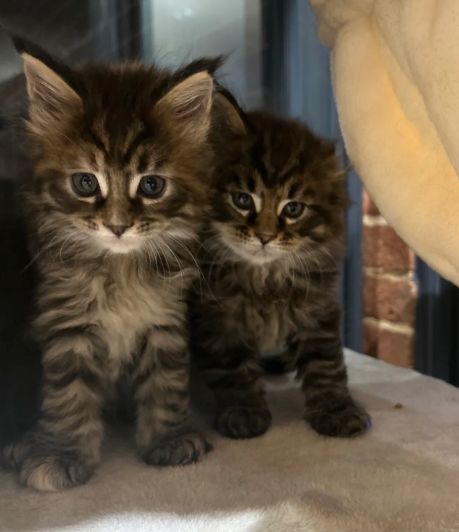 reinrassige Maine coon babys