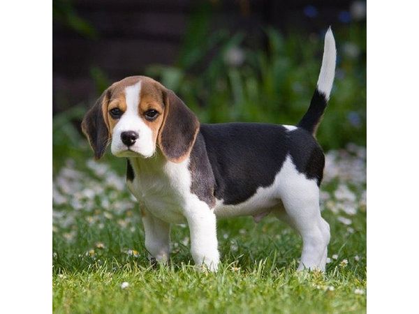 Beagle Welpen, sozialisiert