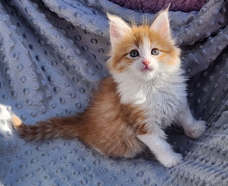 reinrassige Maine coon babys