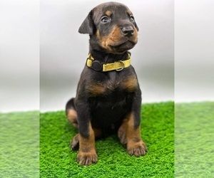 Dobermannwelpen (KC-registriert) zu verkaufen