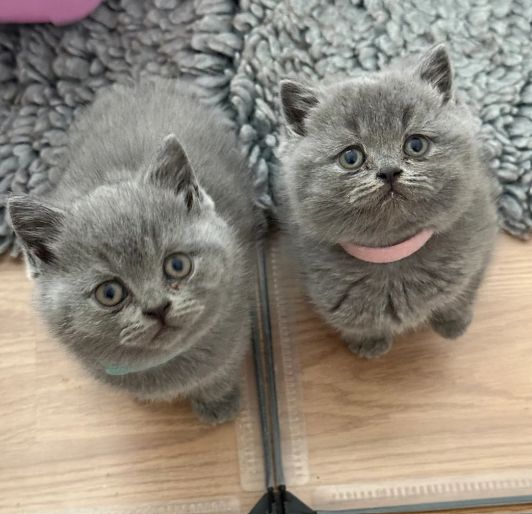 Reinrassige Britisch Kurzhaar, beide Eltern mit Stammbaum