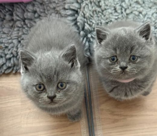 Reinrassige Britisch Kurzhaar, beide Eltern mit Stammbaum