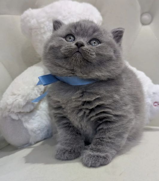 Reinrassige Britisch Kurzhaar, beide Eltern mit Stammbaum