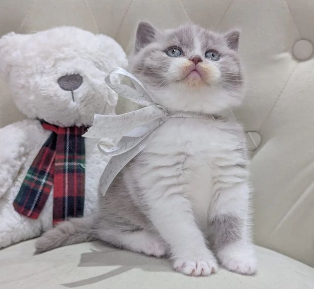 Reinrassige Britisch Kurzhaar, beide Eltern mit Stammbaum