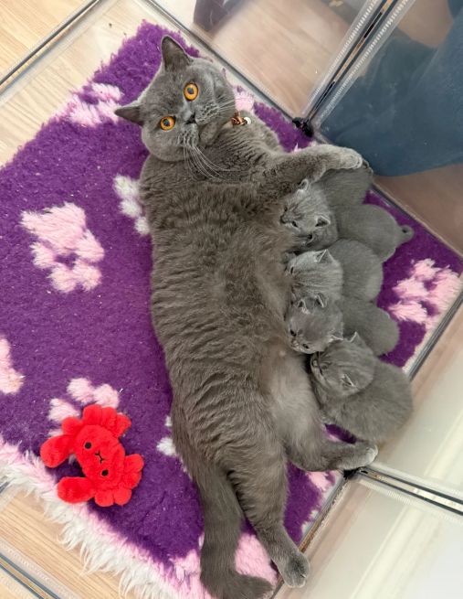 Reinrassige Britisch Kurzhaar, beide Eltern mit Stammbaum