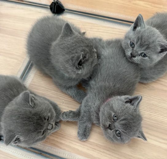 Reinrassige Britisch Kurzhaar, beide Eltern mit Stammbaum