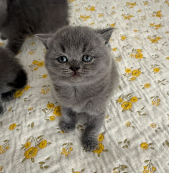 Reinrassige Britisch Kurzhaar, beide Eltern mit Stammbaum