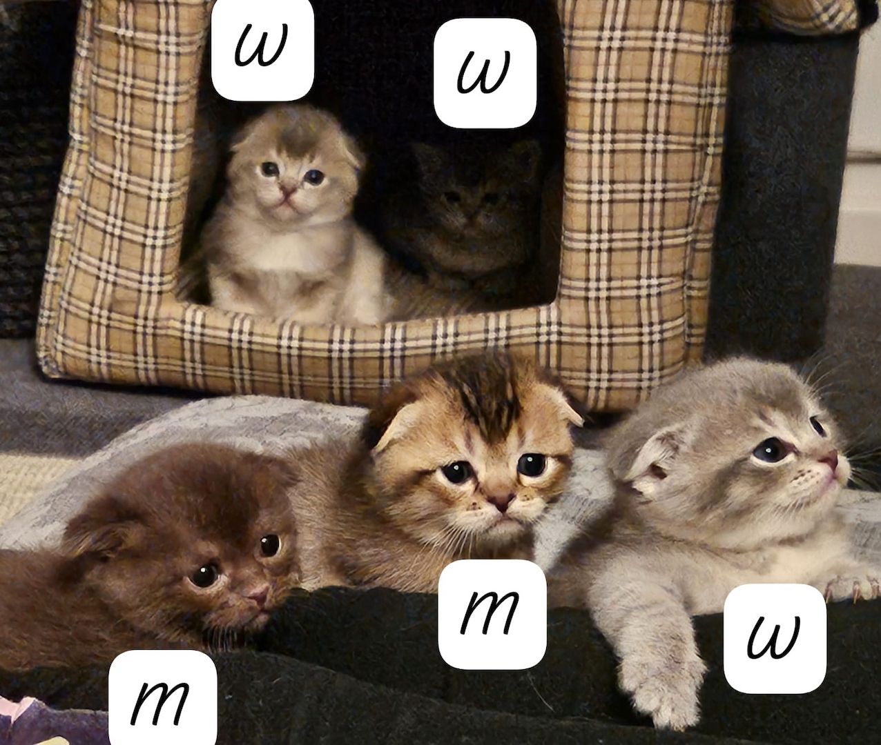 wunderschöne Katzen