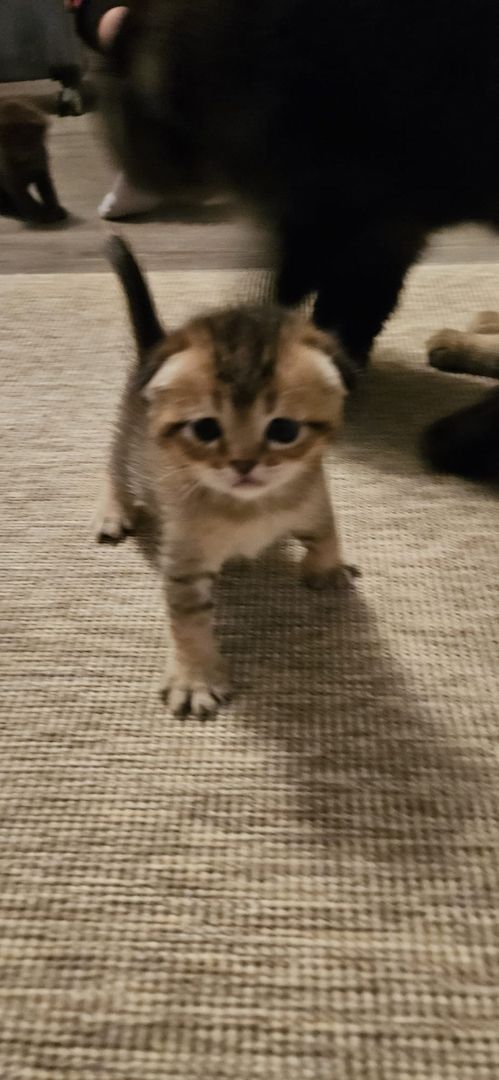 wunderschöne Katzen