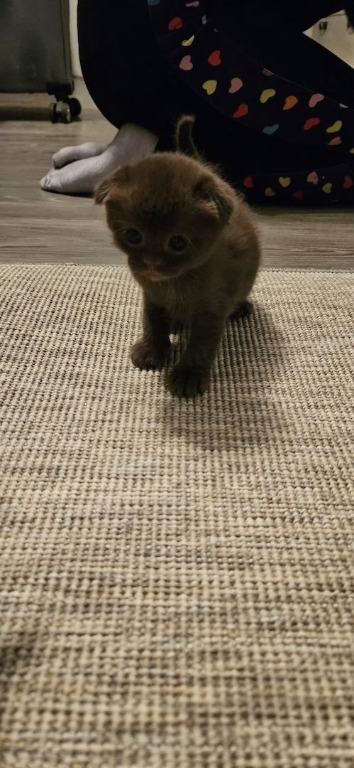 wunderschöne Katzen