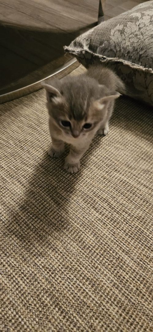 wunderschöne Katzen