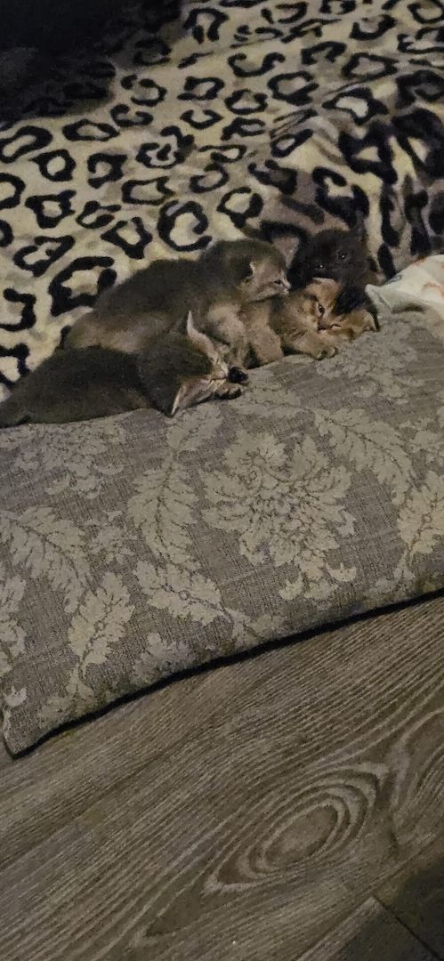 wunderschöne Katzen