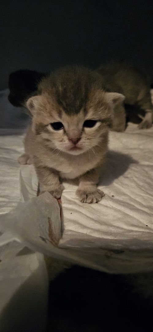 wunderschöne Katzen