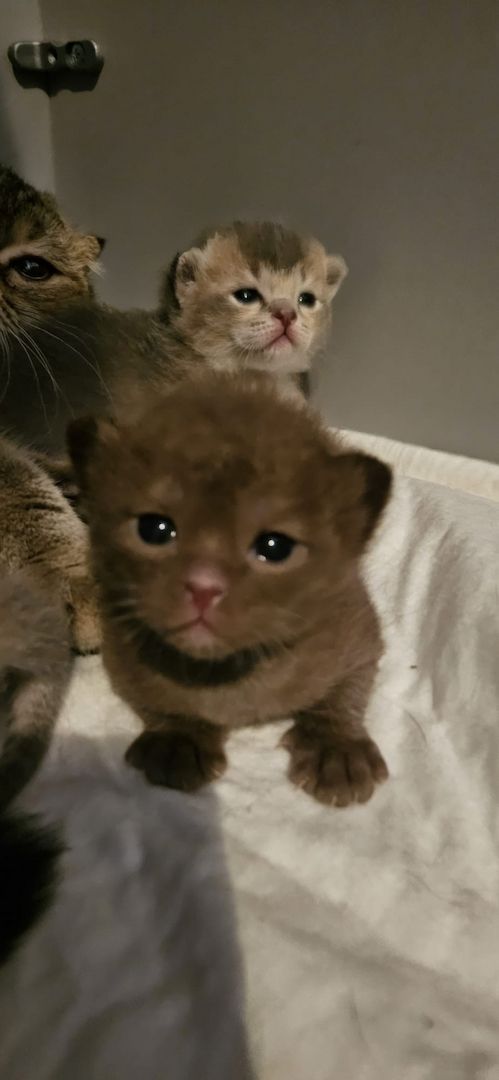 wunderschöne Katzen