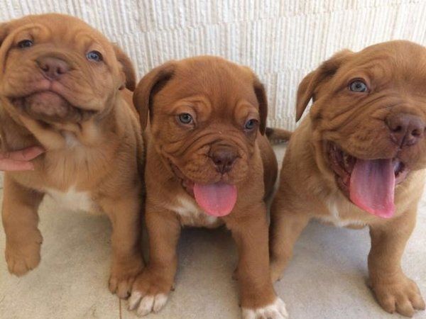 Dogue de Bordeaux Welpen (Rüden und Hündinnen)