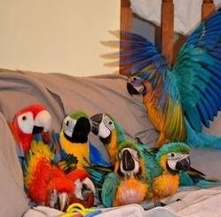 Blau- und Goldara-Papageien