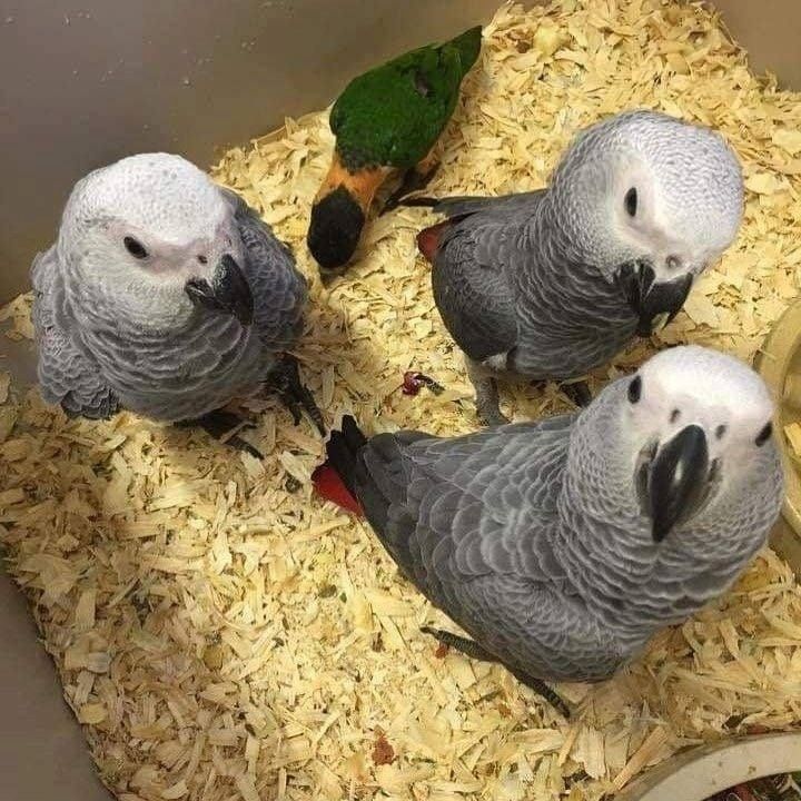 Junge Graupapageien ab sofort verfügbar.