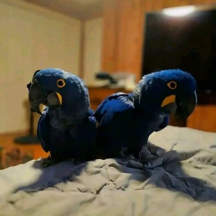 Hyazintharas sind jetzt verfügbar.