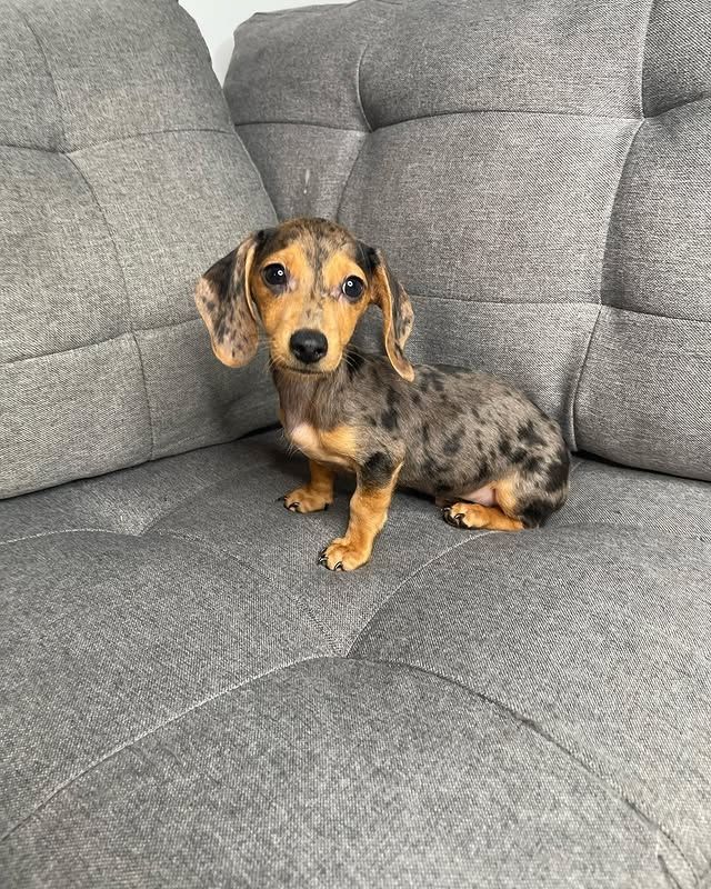 Wunderschöne Dackelwelpen zu verkaufen.