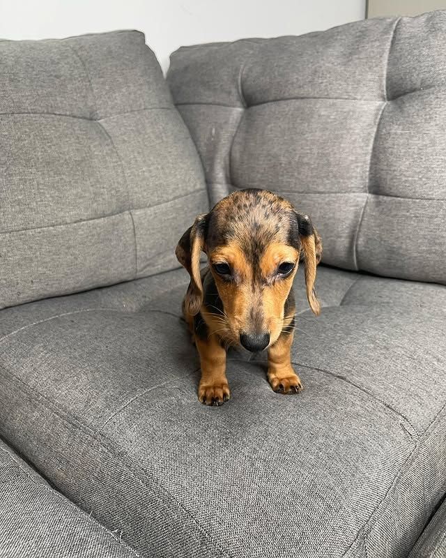 Wunderschöne Dackelwelpen zu verkaufen.