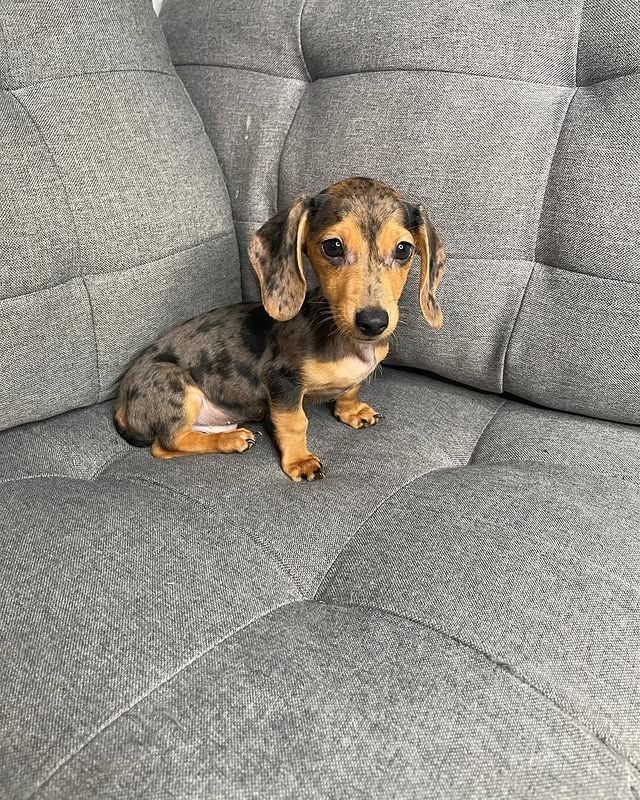 Wunderschöne Dackelwelpen zu verkaufen.