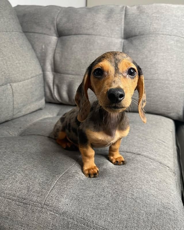 Wunderschöne Dackelwelpen zu verkaufen.